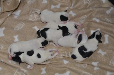 ...und weil sie so schön knuffelig-knuddelig sind - hier gleich noch eines ;-)